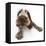 Brown Roan Italian Spinone Puppy, Riley, 13 Weeks, Lying with Head Up-Mark Taylor-Framed Premier Image Canvas