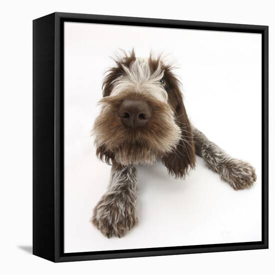 Brown Roan Italian Spinone Puppy, Riley, 13 Weeks, Lying with Head Up-Mark Taylor-Framed Premier Image Canvas