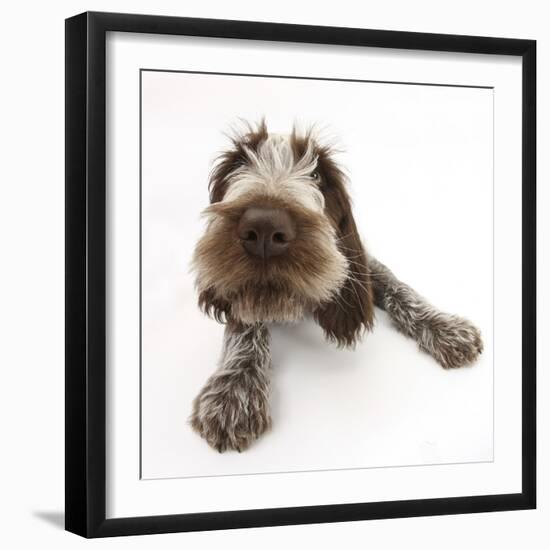 Brown Roan Italian Spinone Puppy, Riley, 13 Weeks, Lying with Head Up-Mark Taylor-Framed Photographic Print