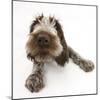 Brown Roan Italian Spinone Puppy, Riley, 13 Weeks, Lying with Head Up-Mark Taylor-Mounted Photographic Print