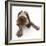 Brown Roan Italian Spinone Puppy, Riley, 13 Weeks, Lying with Head Up-Mark Taylor-Framed Photographic Print