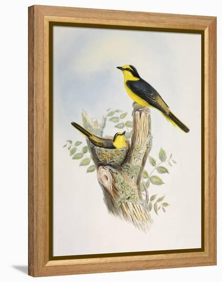 Brown-Rumped Minivet (Pericrocotus Cantonensis)-John Gould-Framed Premier Image Canvas