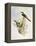 Brown-Rumped Minivet (Pericrocotus Cantonensis)-John Gould-Framed Premier Image Canvas