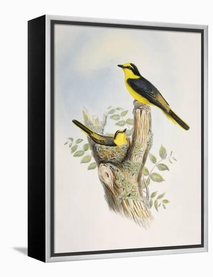 Brown-Rumped Minivet (Pericrocotus Cantonensis)-John Gould-Framed Premier Image Canvas