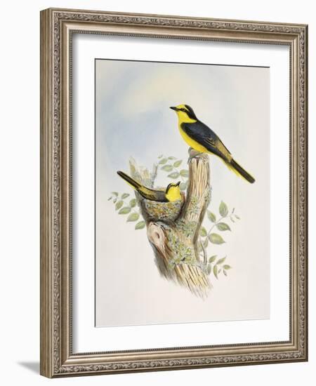 Brown-Rumped Minivet (Pericrocotus Cantonensis)-John Gould-Framed Giclee Print