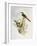 Brown-Rumped Minivet (Pericrocotus Cantonensis)-John Gould-Framed Giclee Print