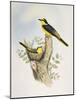 Brown-Rumped Minivet (Pericrocotus Cantonensis)-John Gould-Mounted Giclee Print