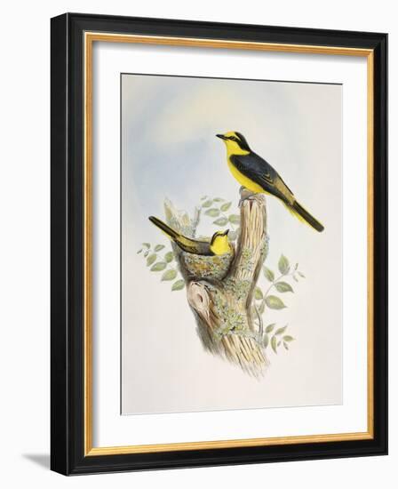 Brown-Rumped Minivet (Pericrocotus Cantonensis)-John Gould-Framed Giclee Print