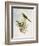 Brown-Rumped Minivet (Pericrocotus Cantonensis)-John Gould-Framed Giclee Print