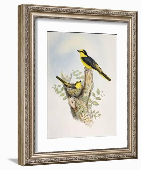 Brown-Rumped Minivet (Pericrocotus Cantonensis)-John Gould-Framed Giclee Print