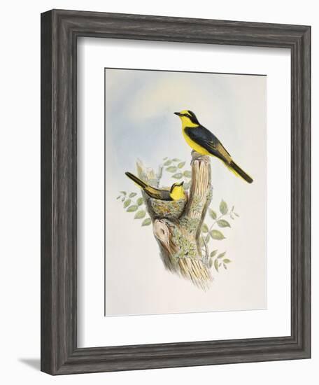 Brown-Rumped Minivet (Pericrocotus Cantonensis)-John Gould-Framed Giclee Print