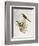 Brown-Rumped Minivet (Pericrocotus Cantonensis)-John Gould-Framed Giclee Print