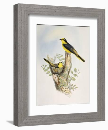 Brown-Rumped Minivet (Pericrocotus Cantonensis)-John Gould-Framed Giclee Print