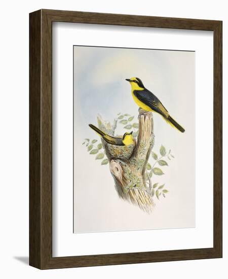 Brown-Rumped Minivet (Pericrocotus Cantonensis)-John Gould-Framed Giclee Print