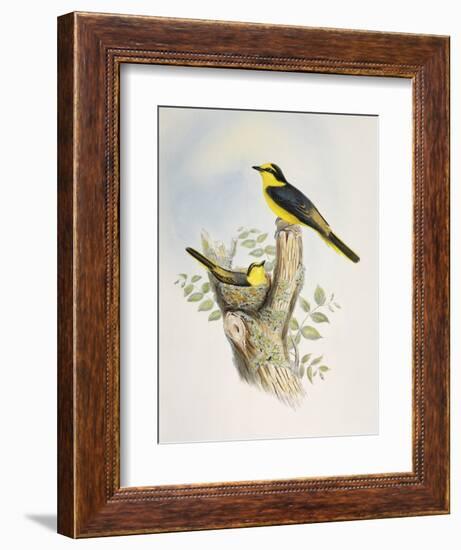 Brown-Rumped Minivet (Pericrocotus Cantonensis)-John Gould-Framed Giclee Print