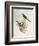 Brown-Rumped Minivet (Pericrocotus Cantonensis)-John Gould-Framed Giclee Print