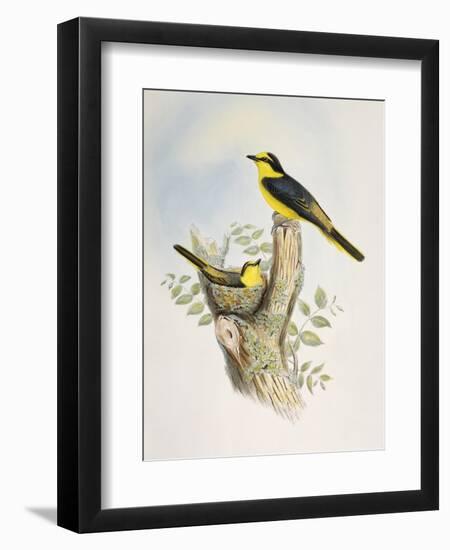 Brown-Rumped Minivet (Pericrocotus Cantonensis)-John Gould-Framed Giclee Print