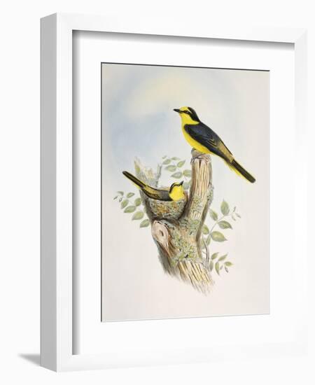 Brown-Rumped Minivet (Pericrocotus Cantonensis)-John Gould-Framed Giclee Print