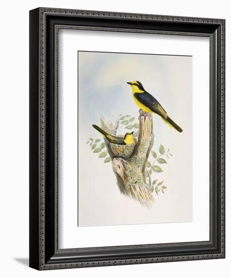 Brown-Rumped Minivet (Pericrocotus Cantonensis)-John Gould-Framed Giclee Print