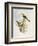 Brown-Rumped Minivet (Pericrocotus Cantonensis)-John Gould-Framed Giclee Print