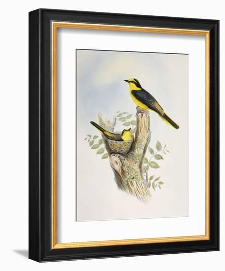 Brown-Rumped Minivet (Pericrocotus Cantonensis)-John Gould-Framed Giclee Print