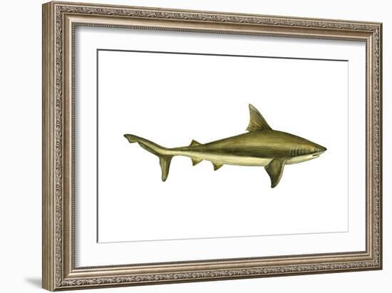 Brown Shark (Carcharhinus Milberti), Fishes-Encyclopaedia Britannica-Framed Art Print