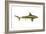 Brown Shark (Carcharhinus Milberti), Fishes-Encyclopaedia Britannica-Framed Art Print