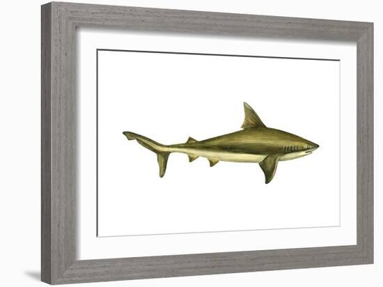 Brown Shark (Carcharhinus Milberti), Fishes-Encyclopaedia Britannica-Framed Art Print