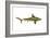 Brown Shark (Carcharhinus Milberti), Fishes-Encyclopaedia Britannica-Framed Art Print