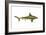 Brown Shark (Carcharhinus Milberti), Fishes-Encyclopaedia Britannica-Framed Art Print