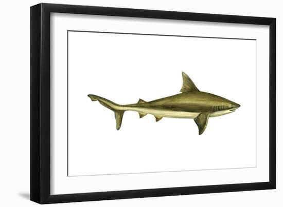 Brown Shark (Carcharhinus Milberti), Fishes-Encyclopaedia Britannica-Framed Art Print