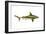 Brown Shark (Carcharhinus Milberti), Fishes-Encyclopaedia Britannica-Framed Art Print