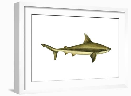 Brown Shark (Carcharhinus Milberti), Fishes-Encyclopaedia Britannica-Framed Art Print