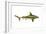 Brown Shark (Carcharhinus Milberti), Fishes-Encyclopaedia Britannica-Framed Art Print