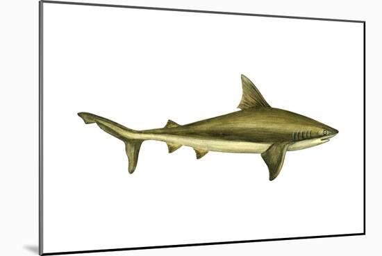 Brown Shark (Carcharhinus Milberti), Fishes-Encyclopaedia Britannica-Mounted Art Print