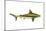 Brown Shark (Carcharhinus Milberti), Fishes-Encyclopaedia Britannica-Mounted Art Print