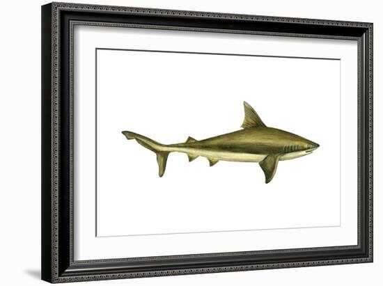 Brown Shark (Carcharhinus Milberti), Fishes-Encyclopaedia Britannica-Framed Art Print