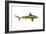 Brown Shark (Carcharhinus Milberti), Fishes-Encyclopaedia Britannica-Framed Art Print