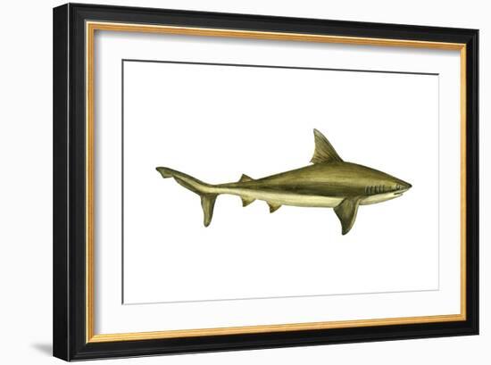 Brown Shark (Carcharhinus Milberti), Fishes-Encyclopaedia Britannica-Framed Art Print