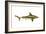 Brown Shark (Carcharhinus Milberti), Fishes-Encyclopaedia Britannica-Framed Art Print