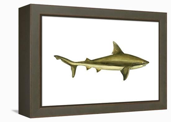 Brown Shark (Carcharhinus Milberti), Fishes-Encyclopaedia Britannica-Framed Stretched Canvas