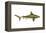 Brown Shark (Carcharhinus Milberti), Fishes-Encyclopaedia Britannica-Framed Stretched Canvas