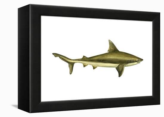 Brown Shark (Carcharhinus Milberti), Fishes-Encyclopaedia Britannica-Framed Stretched Canvas