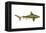 Brown Shark (Carcharhinus Milberti), Fishes-Encyclopaedia Britannica-Framed Stretched Canvas