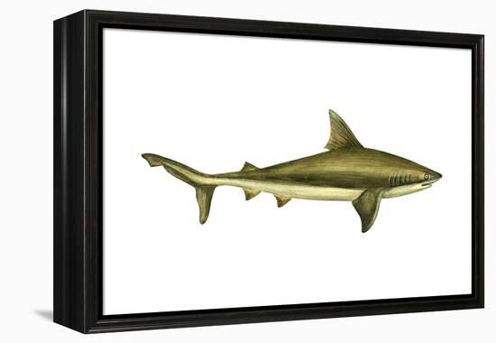 Brown Shark (Carcharhinus Milberti), Fishes-Encyclopaedia Britannica-Framed Stretched Canvas