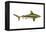 Brown Shark (Carcharhinus Milberti), Fishes-Encyclopaedia Britannica-Framed Stretched Canvas