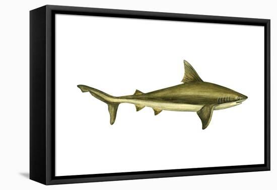 Brown Shark (Carcharhinus Milberti), Fishes-Encyclopaedia Britannica-Framed Stretched Canvas