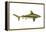 Brown Shark (Carcharhinus Milberti), Fishes-Encyclopaedia Britannica-Framed Stretched Canvas