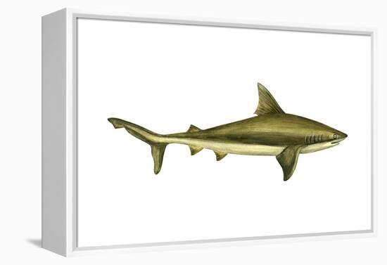 Brown Shark (Carcharhinus Milberti), Fishes-Encyclopaedia Britannica-Framed Stretched Canvas