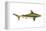 Brown Shark (Carcharhinus Milberti), Fishes-Encyclopaedia Britannica-Framed Stretched Canvas